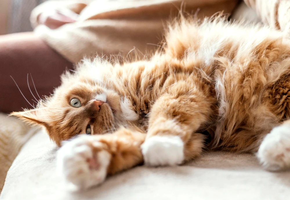 home pet camera